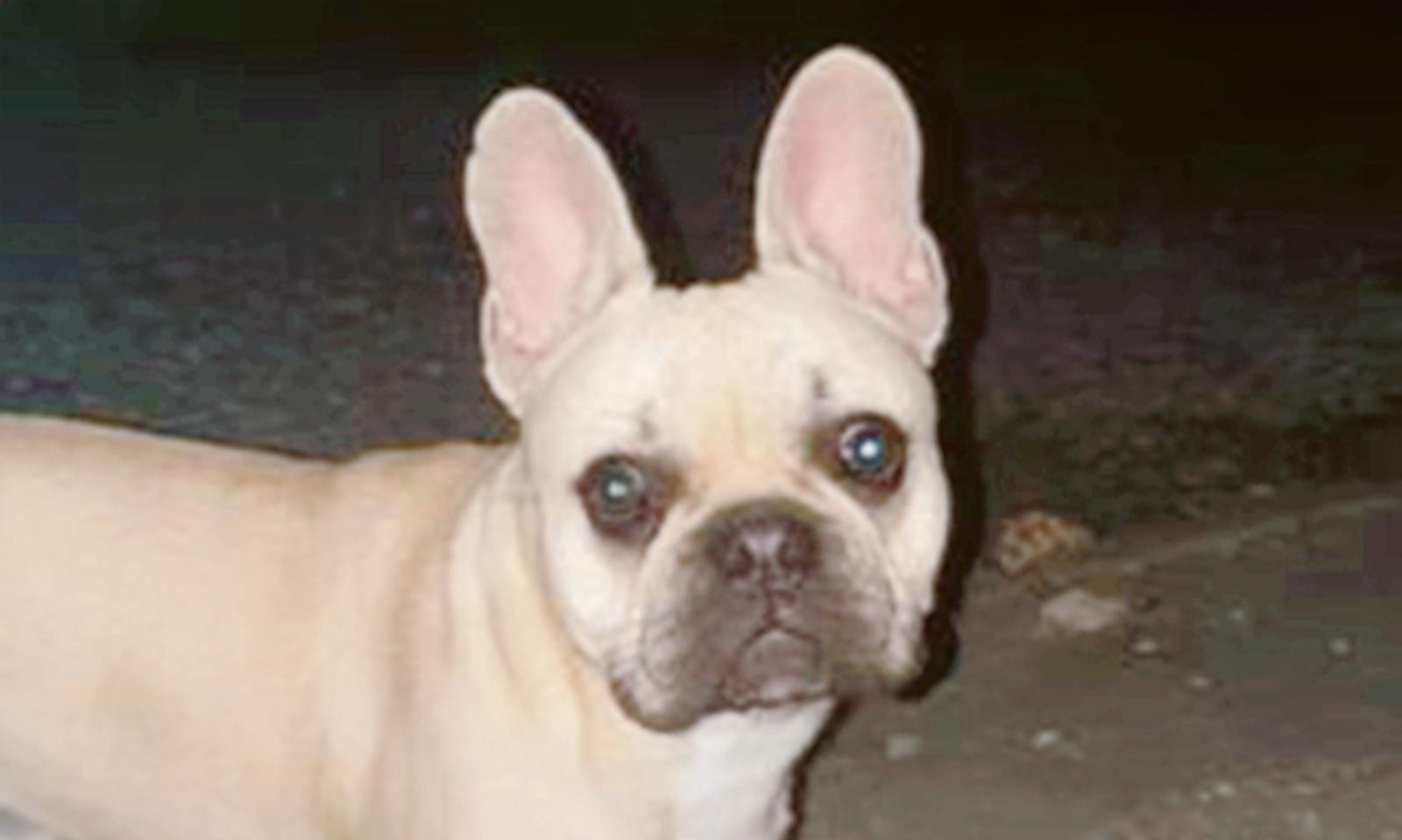 animali  cane  scomparso  lendinara  rovigo   canda