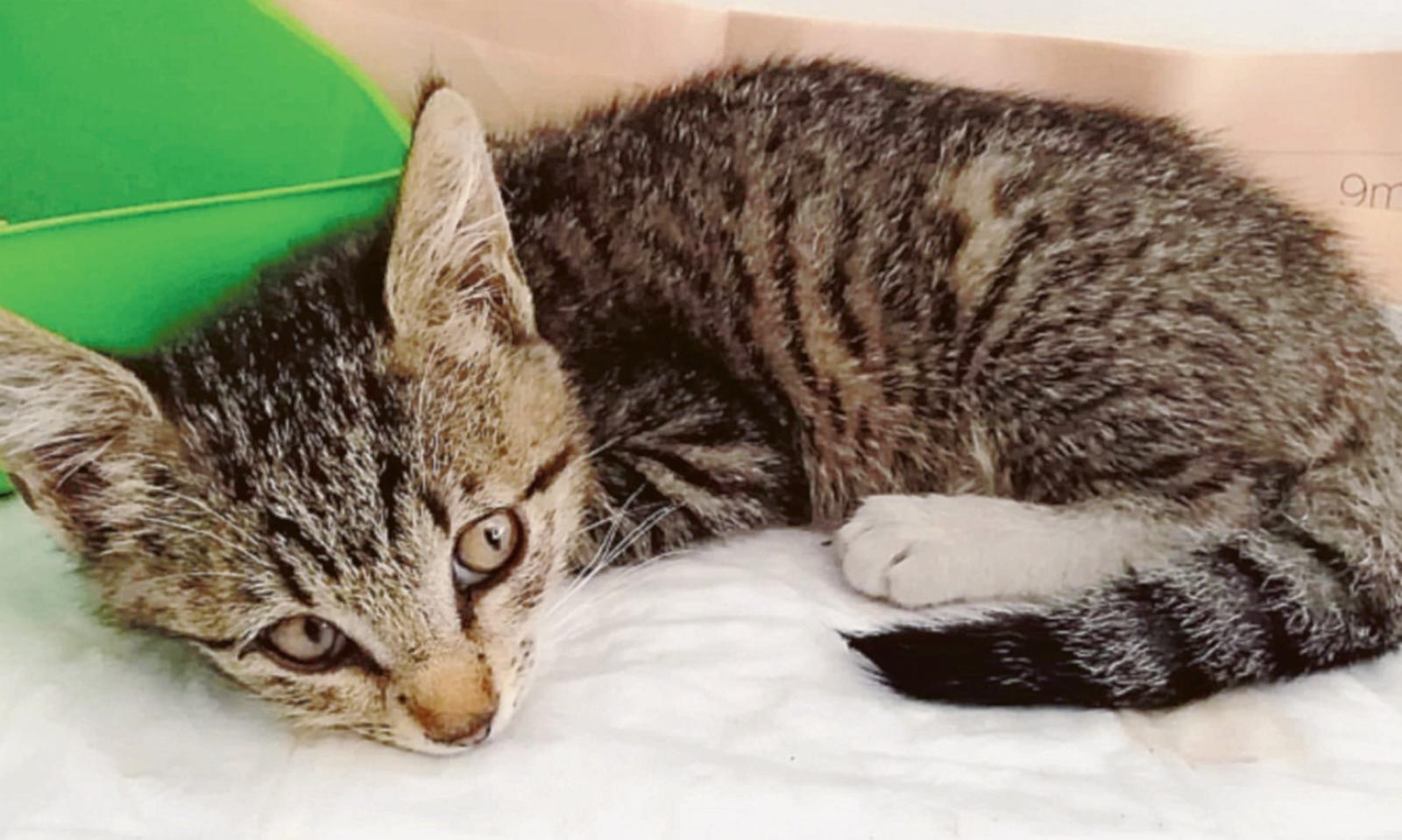 Micetta lanciata fuori da un&rsquo;auto in corsa