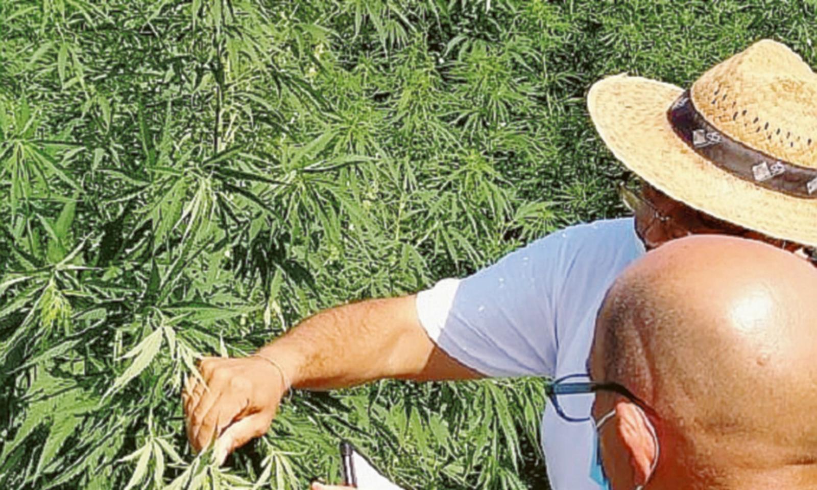 Cresce l&rsquo;interesse per la canapa