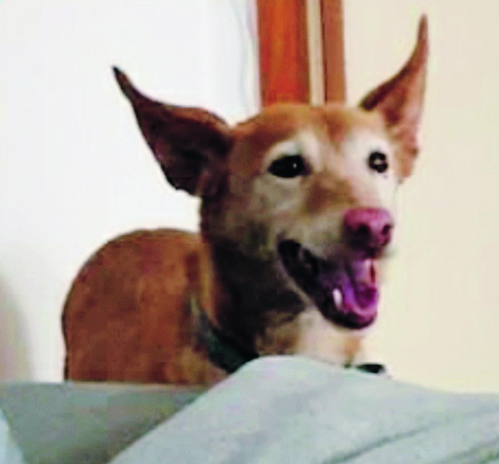 Aiutiamo a ritrovare Diana!