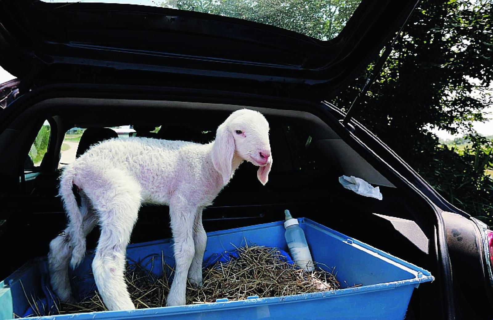 Tanti agnellini salvati dal macello