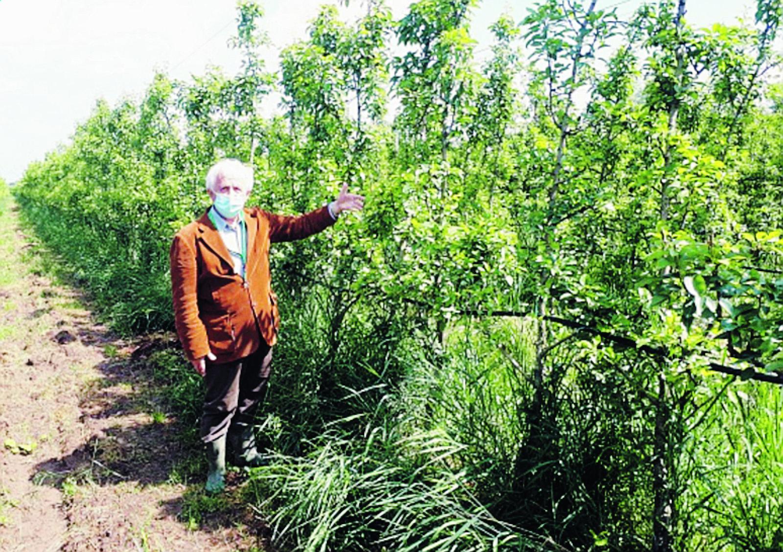 Perso il 90% delle pere: ora i ristori