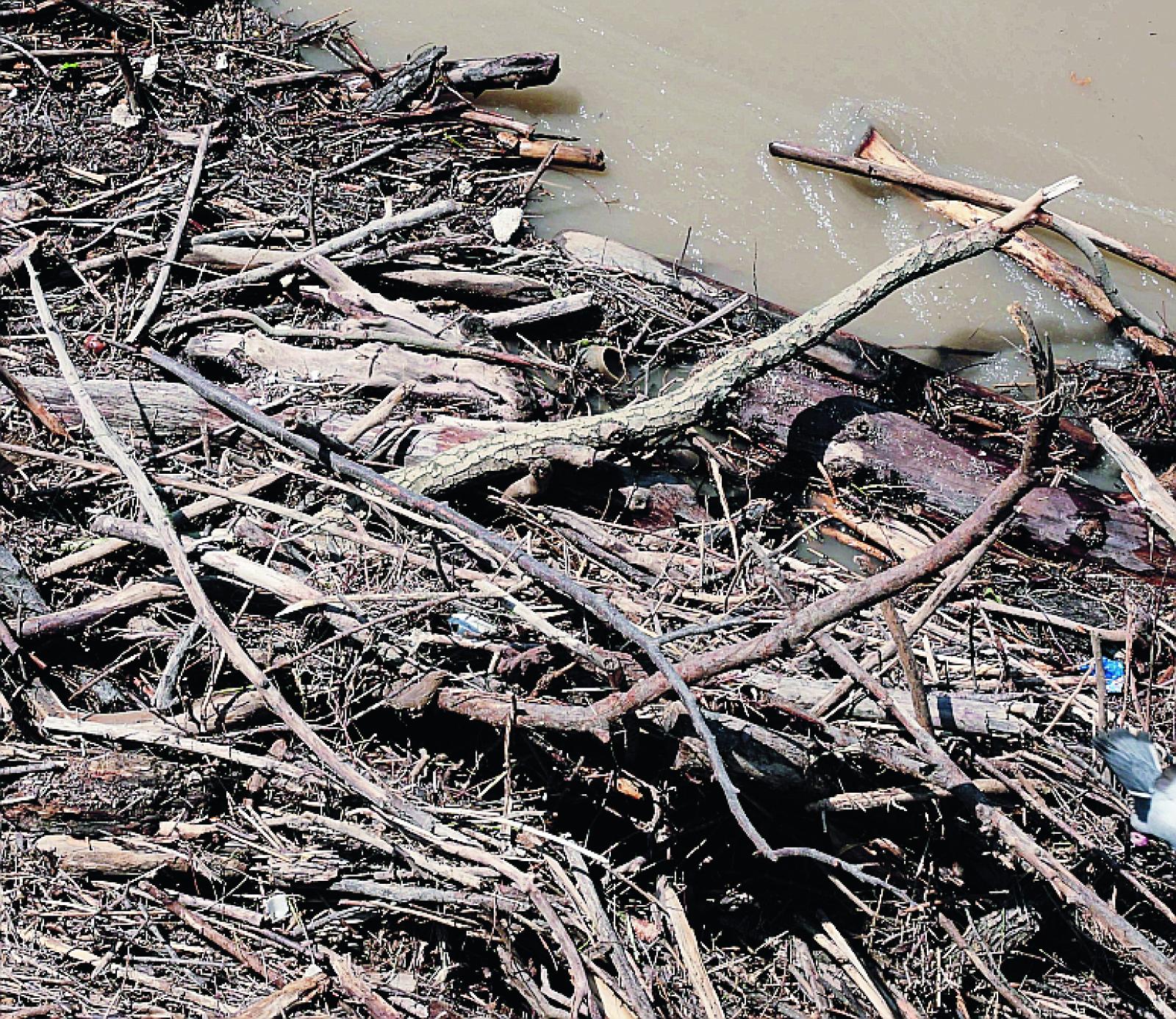 Una foresta di tronchi sull&rsquo;Adige