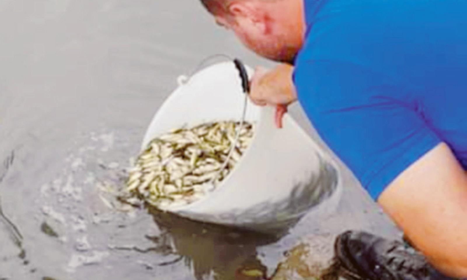 Liberate carpe, tinche e anguille nelle acque interne del Medio Polesine