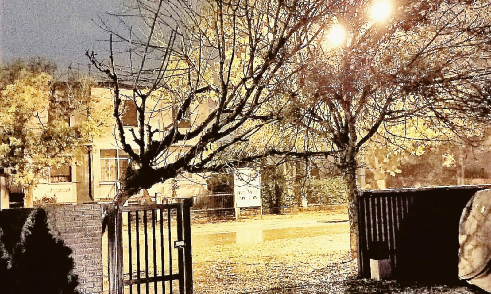 Crolla un altro albero in strada, residenti spaventati e preoccupati