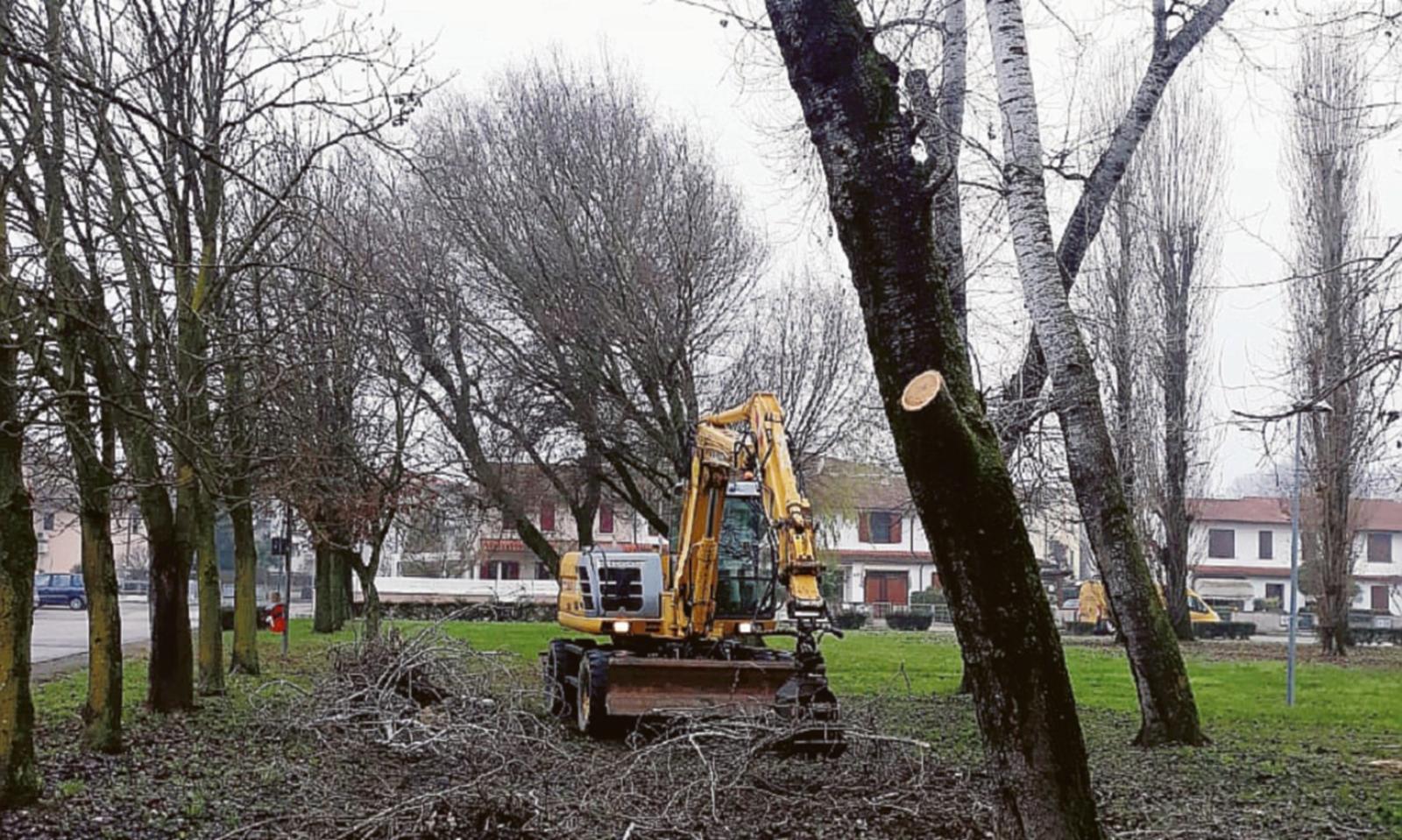 Taglio alberi, al via gli interventi