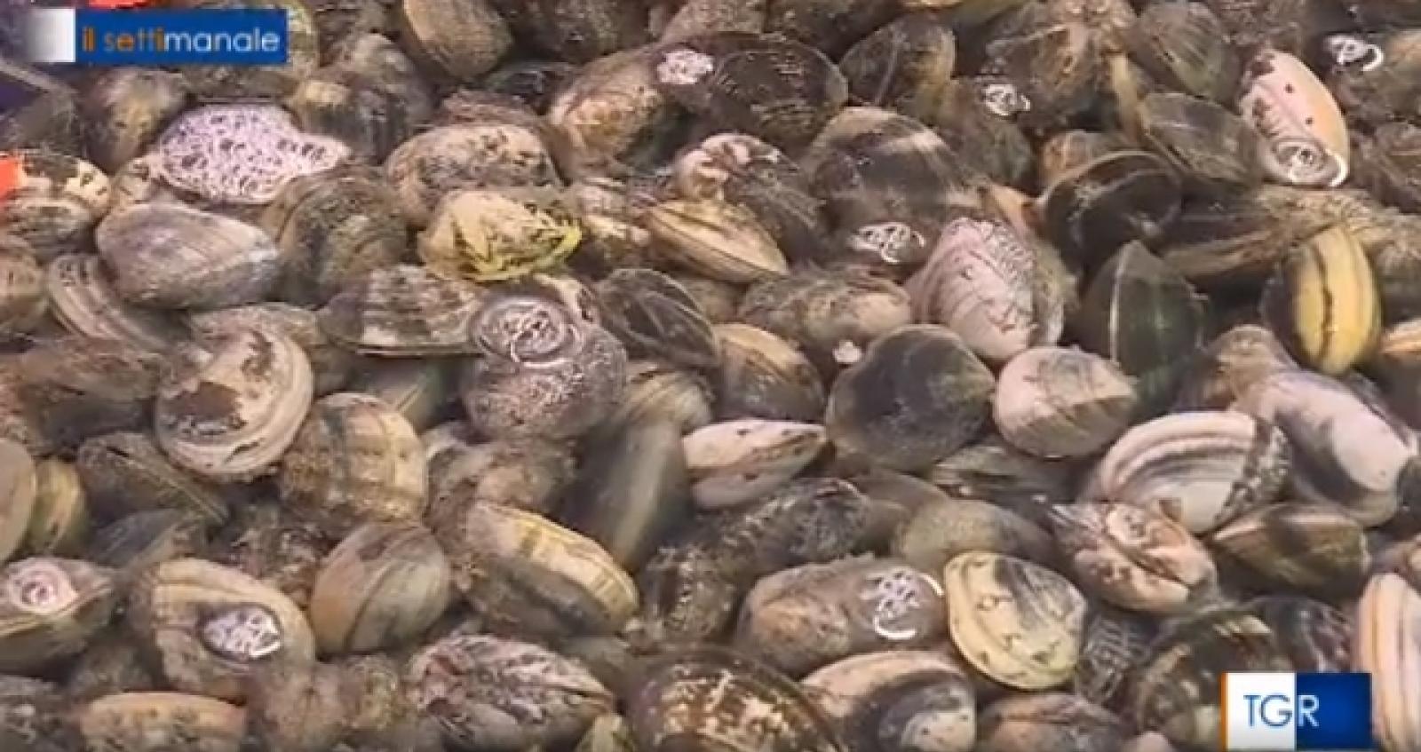 Vongole Delta nuove 1