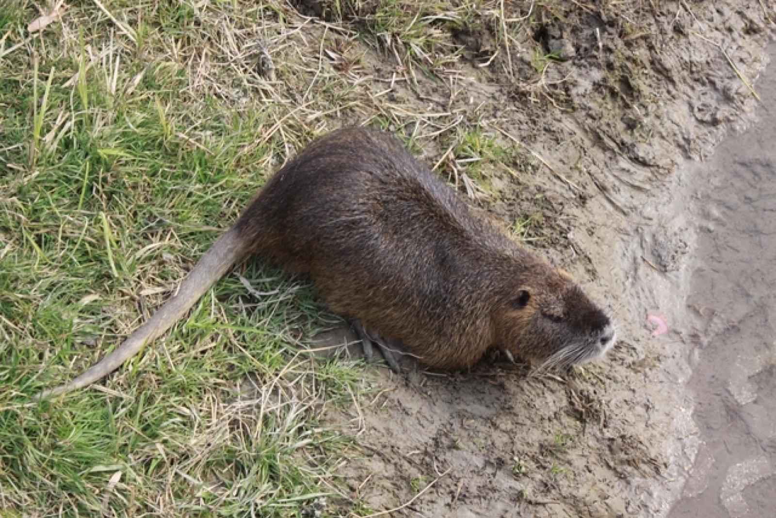 Nutrie in Adigetto Rovigo (11)