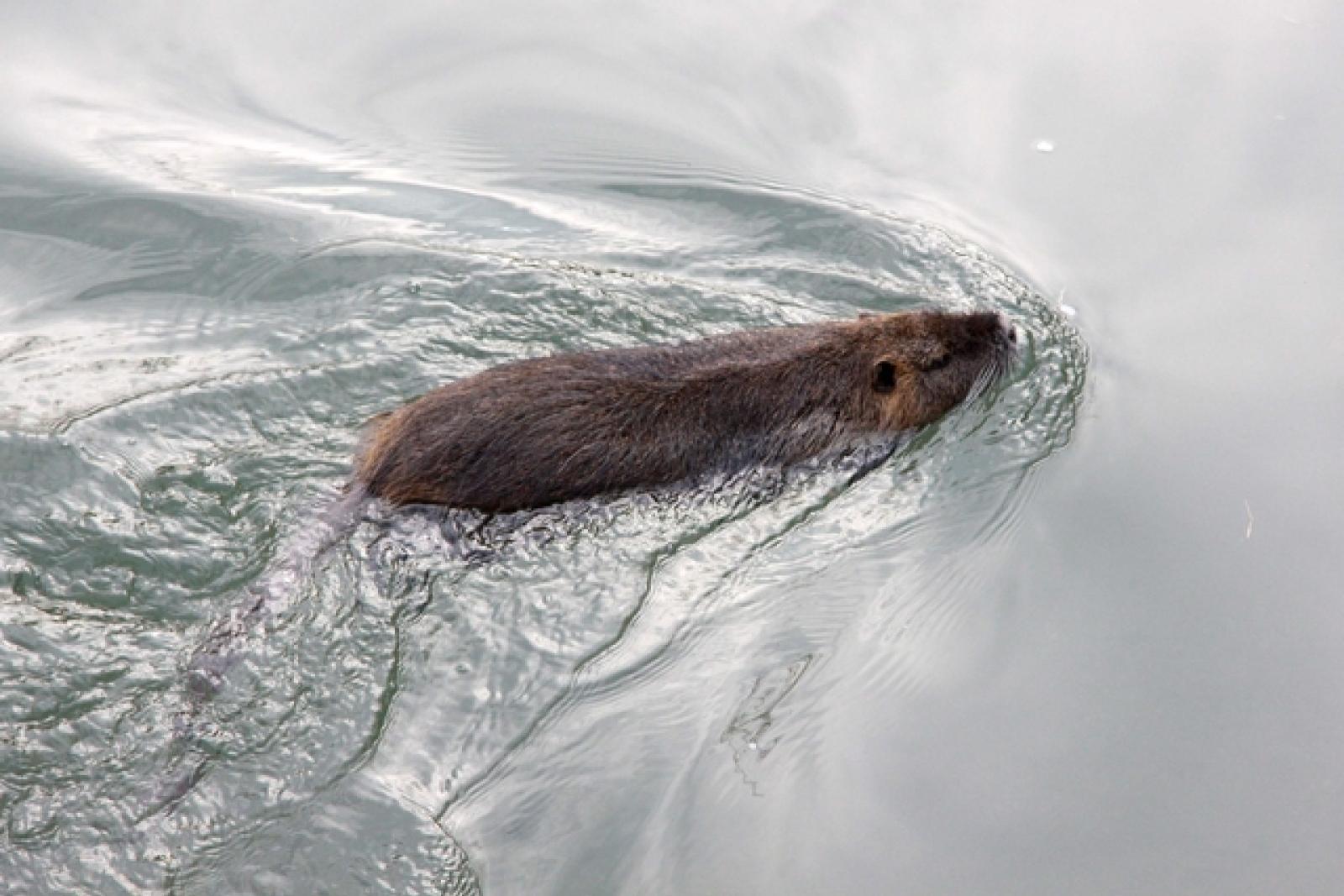 Nutrie in Adigetto Rovigo (13)