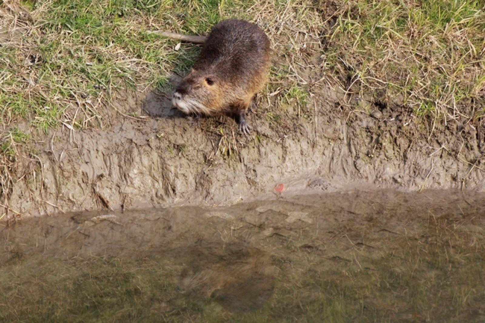 Nutrie in Adigetto Rovigo (14)