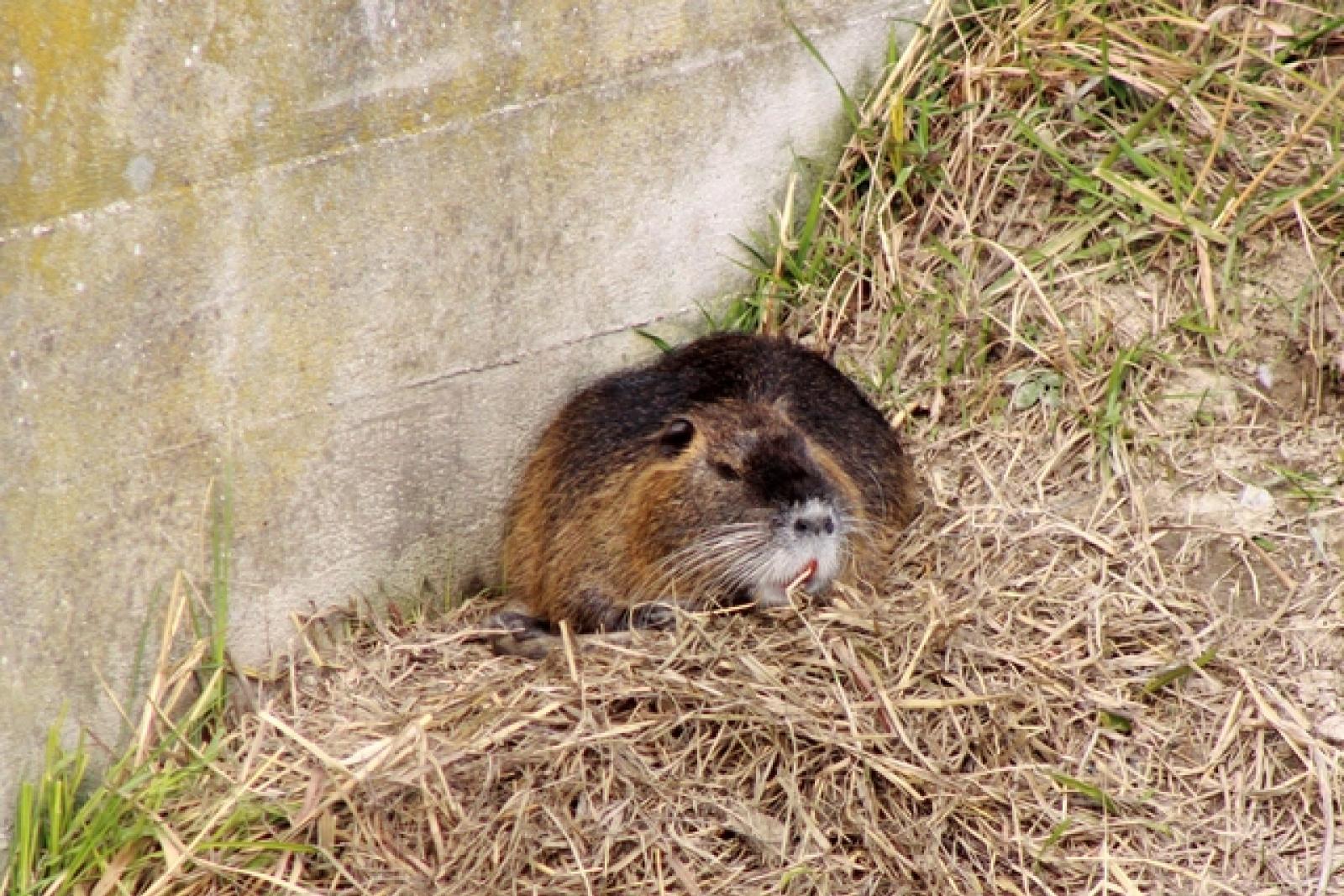 Nutrie in Adigetto Rovigo (5)