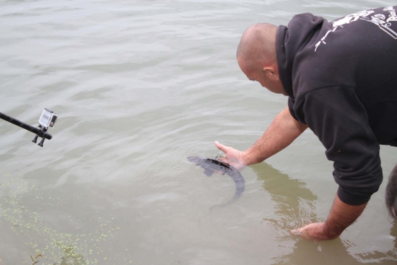 Canaro liberazione Storioni 8