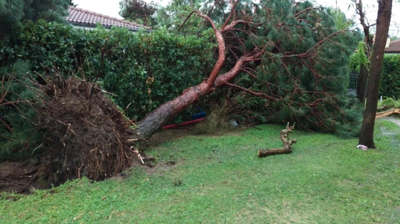 Albarella albero crollato (4)