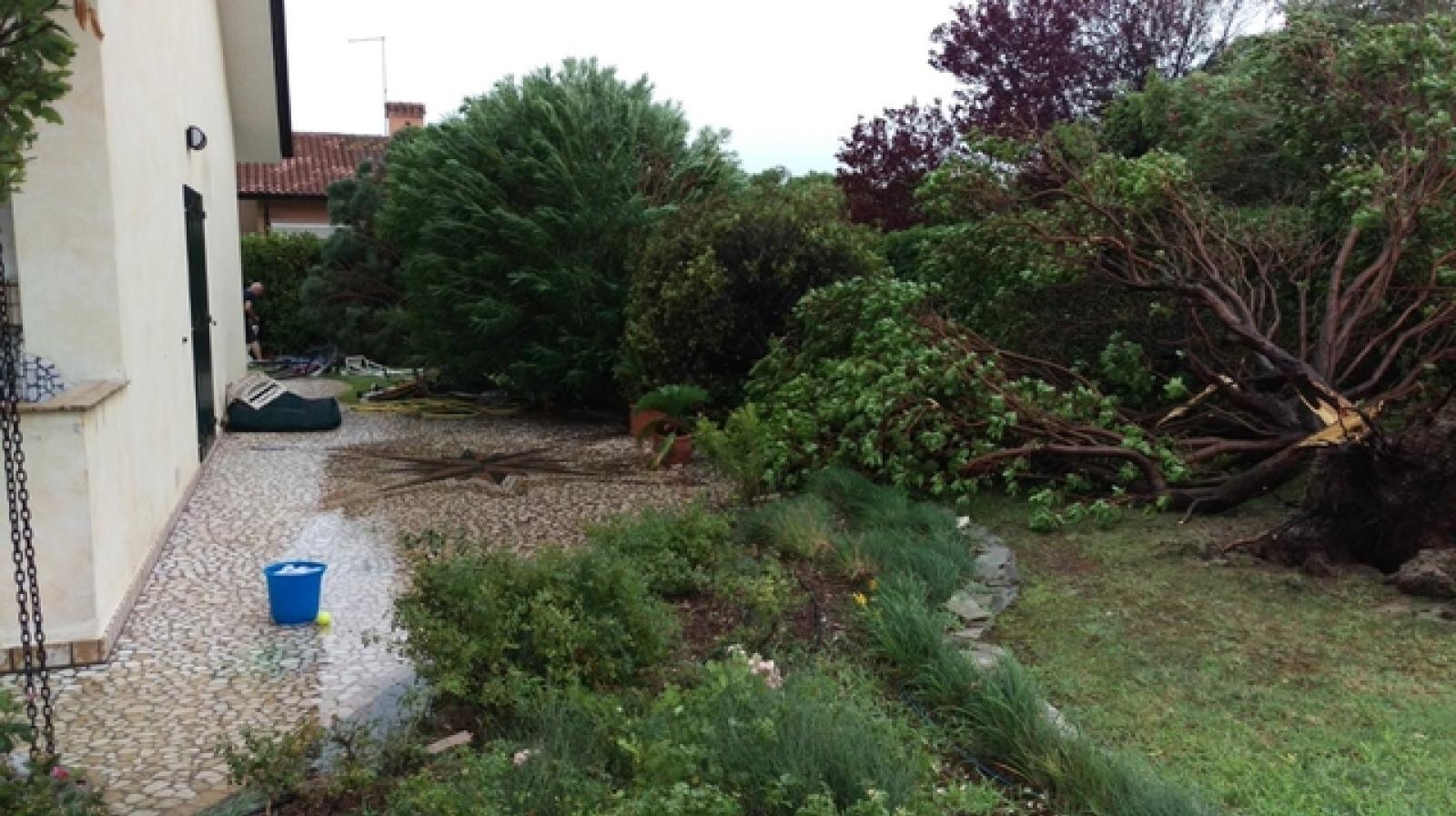 Albarella albero crollato (5)