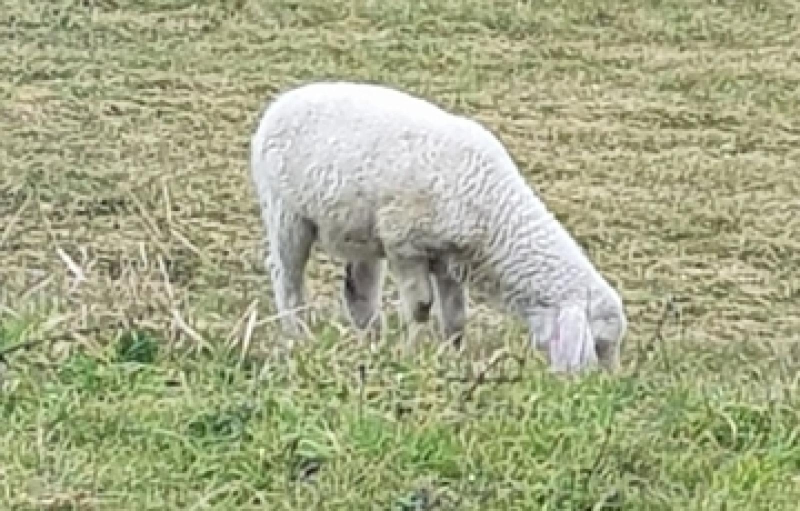 Transumanza sul Po Ficarolo (5)