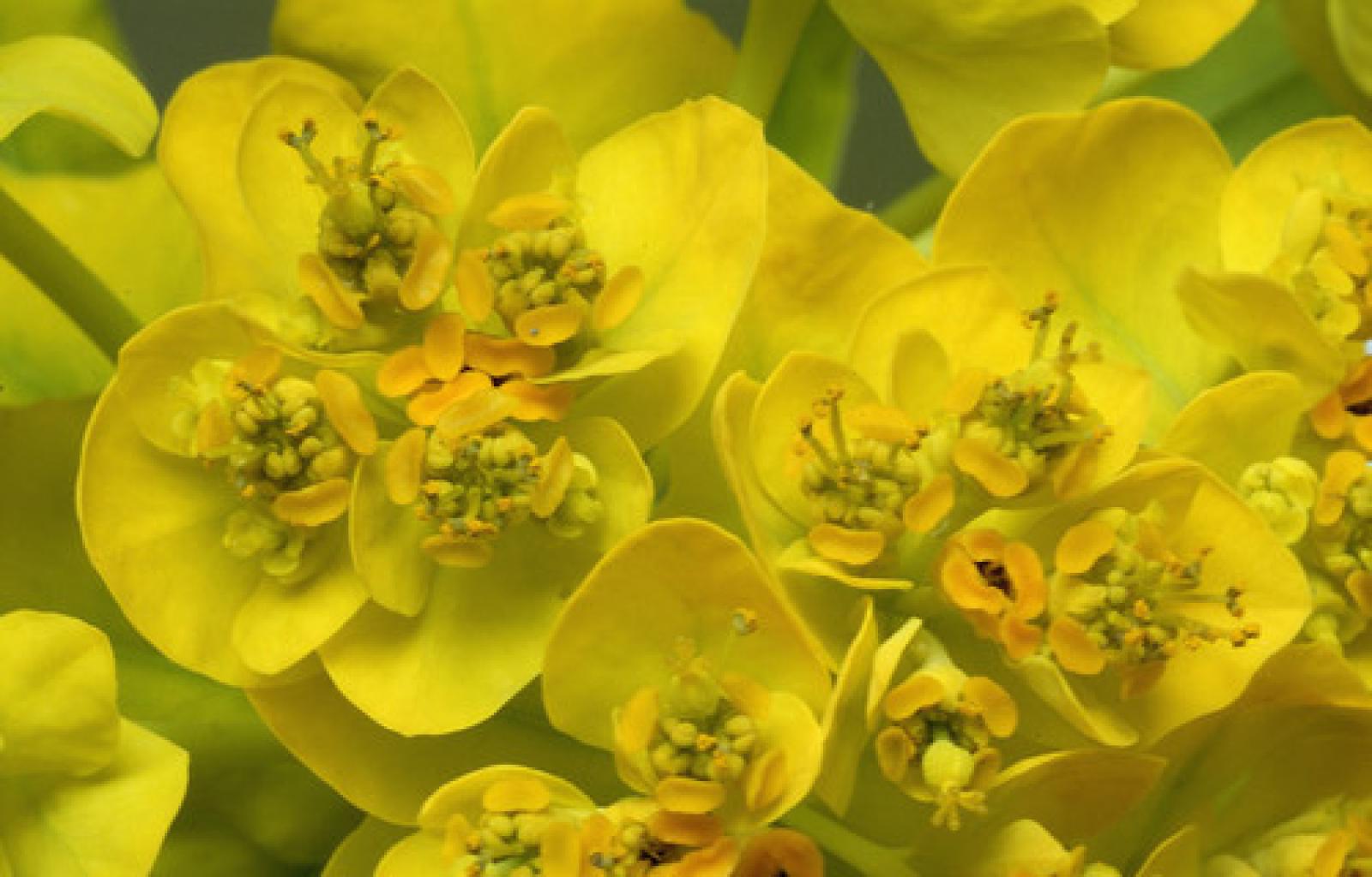Euphorbia_palustris.jpg
