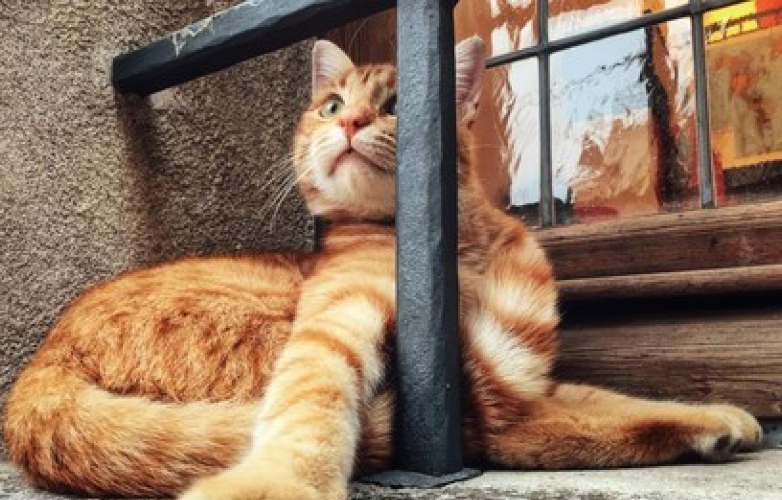 Salvato dal carcere gatto Rossini