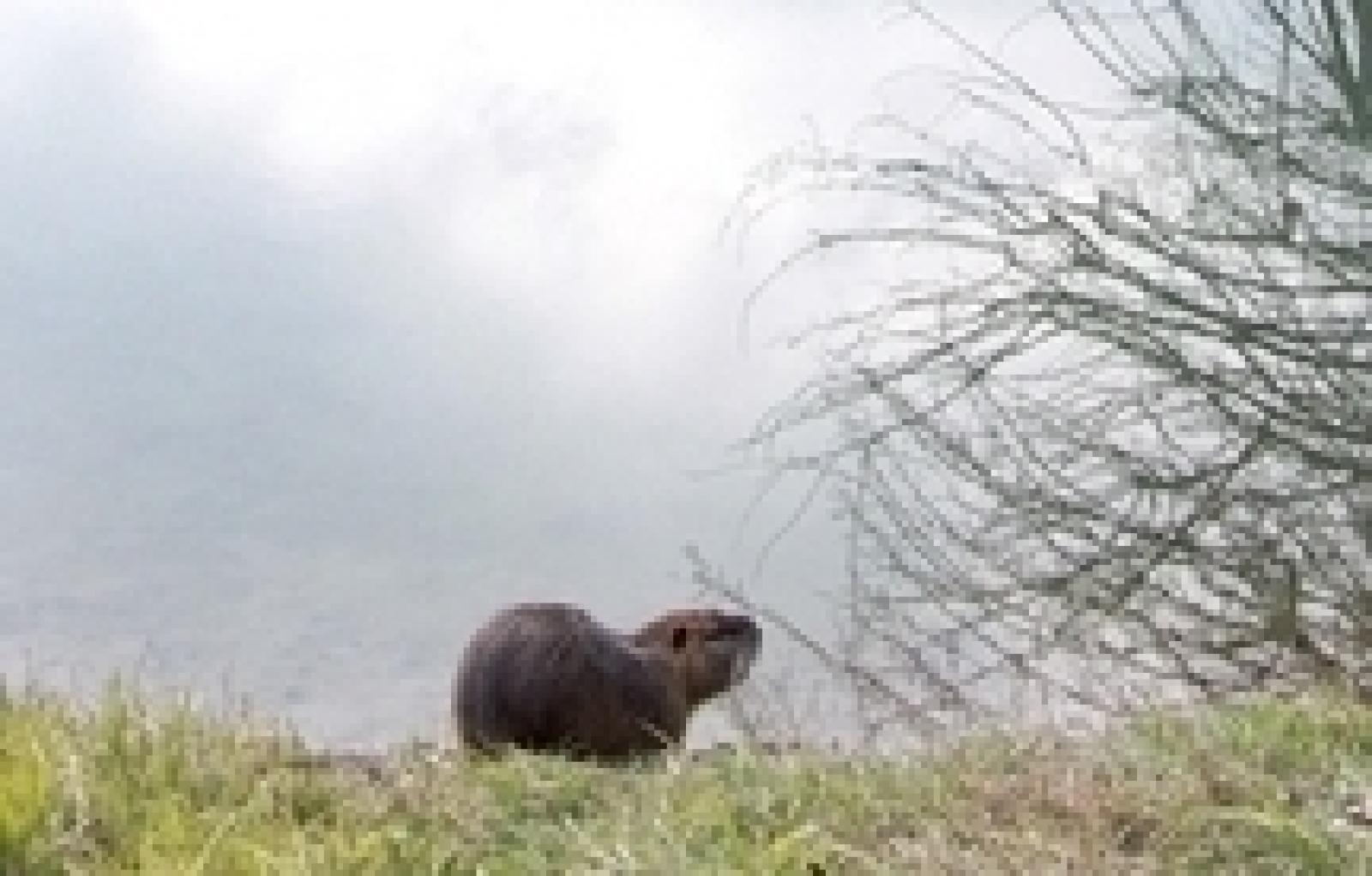 Nutrie in Adigetto Rovigo (9)