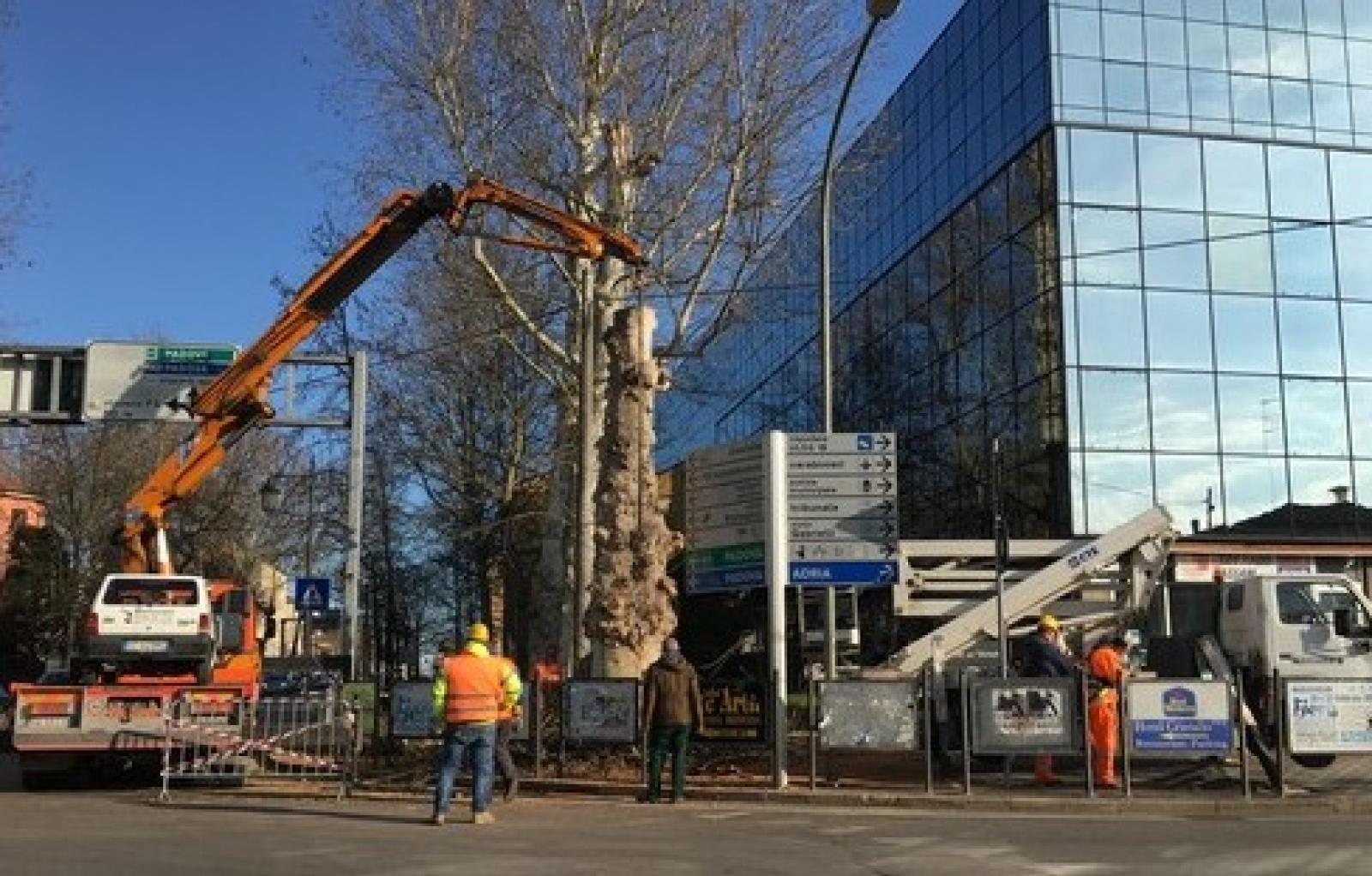 Taglio platani viale Regina Margherita.JPG