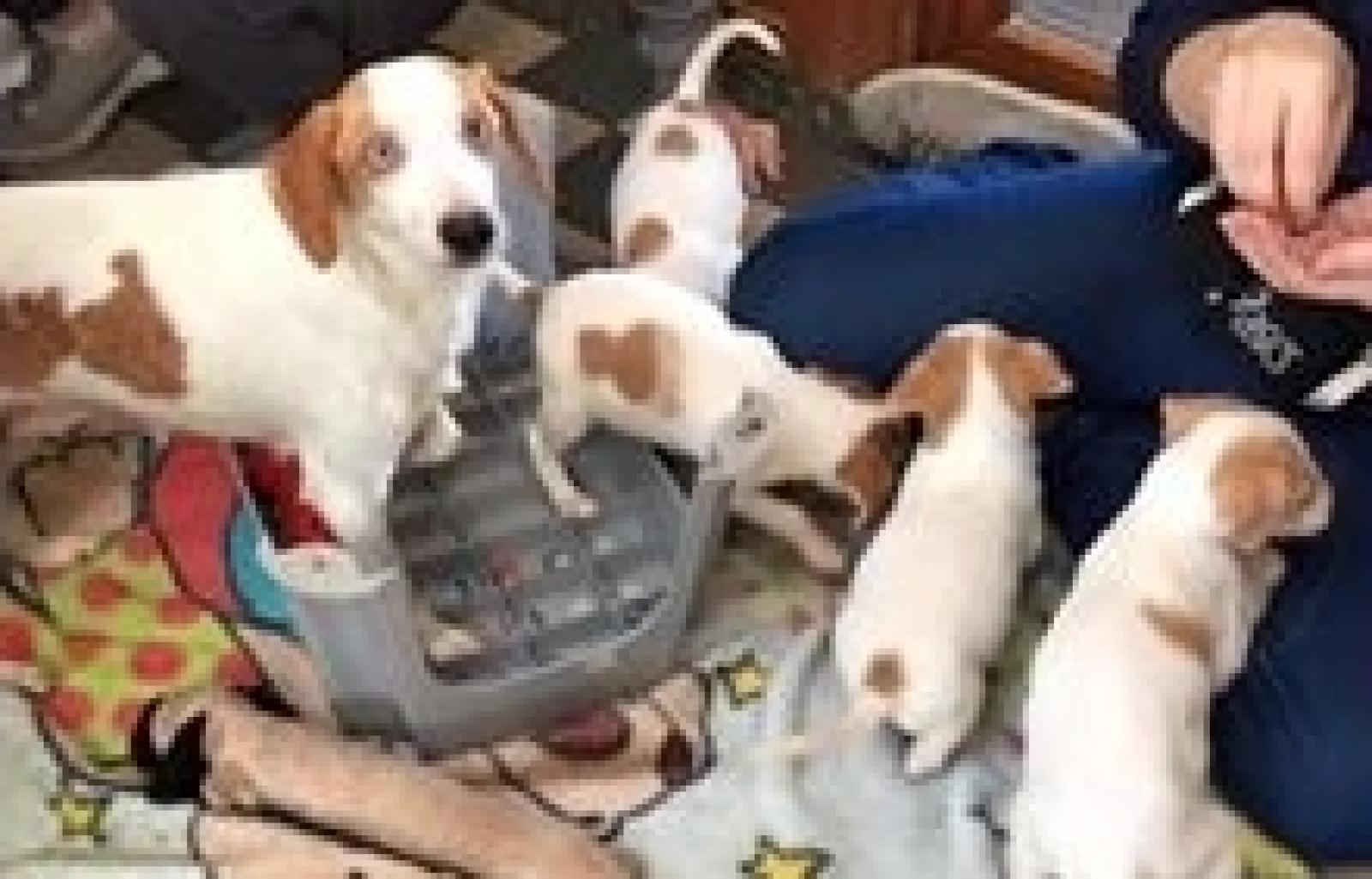 cuccioli adottare.JPG