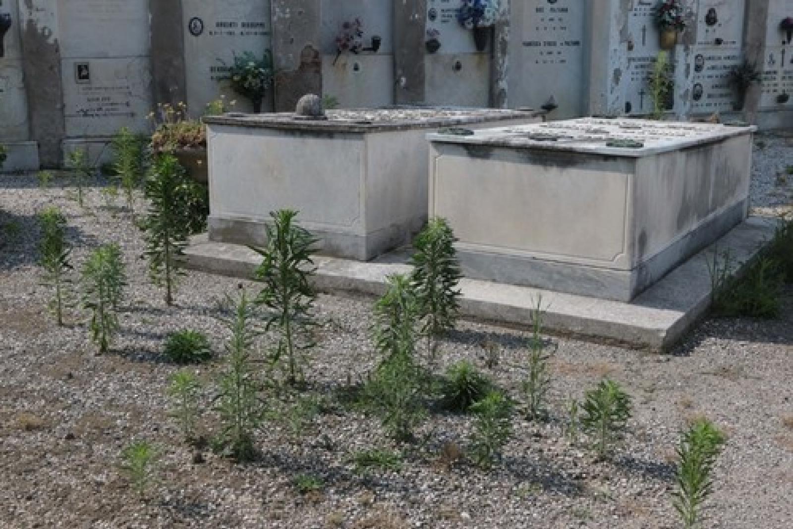 Cimitero 5