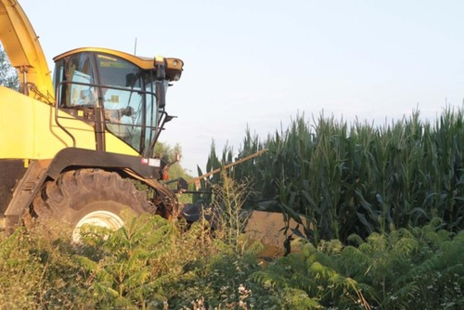 Bosaro campo OGM Guardia Forestali 8
