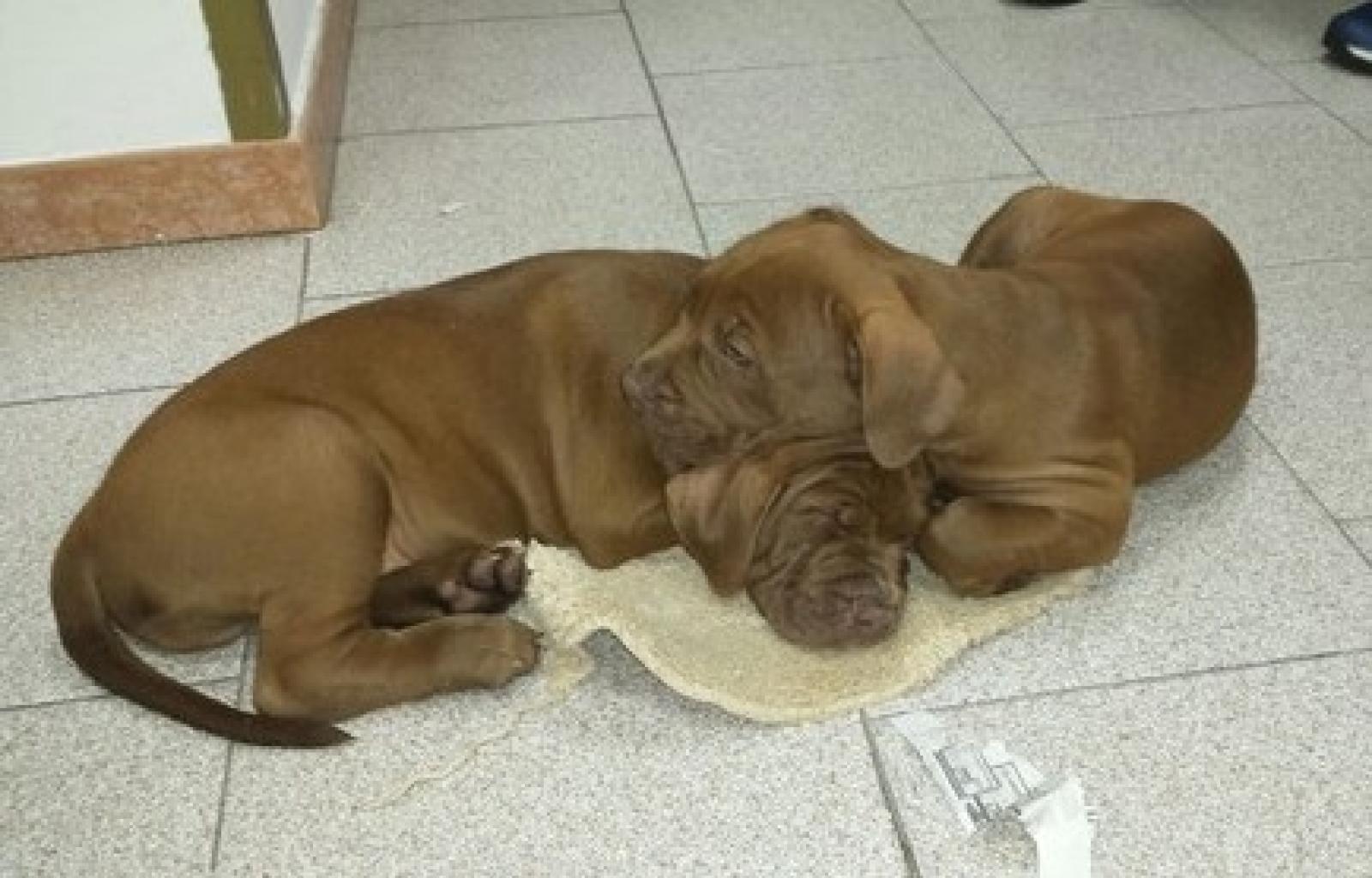 cani tir est polizia stradale (1).jpeg