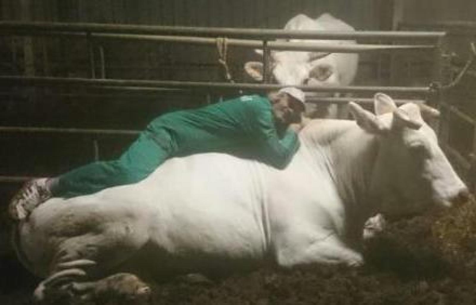 vitello enzo ulla record (1).jpg