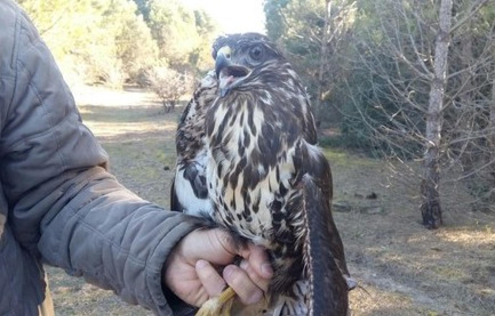 Sagittaria escursione rosolina 2017 (5).jpg