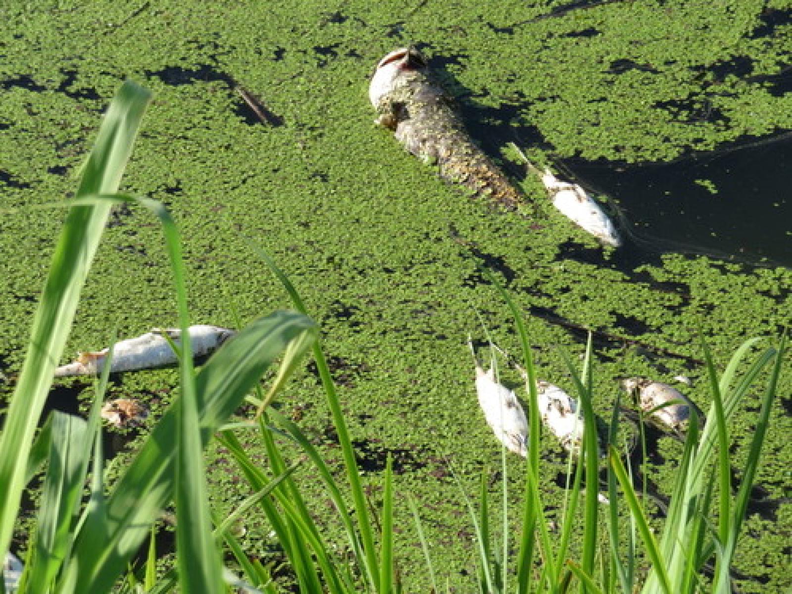 Moria di pesci a Pettorazza Grimani (4)