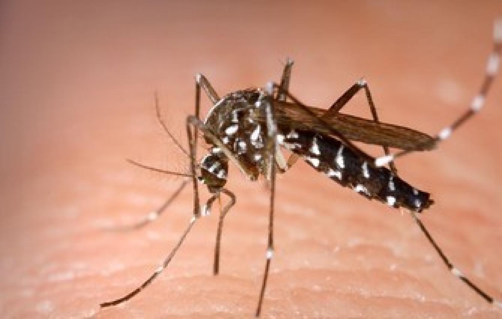 Registrato un nuovo caso di "Dengue"