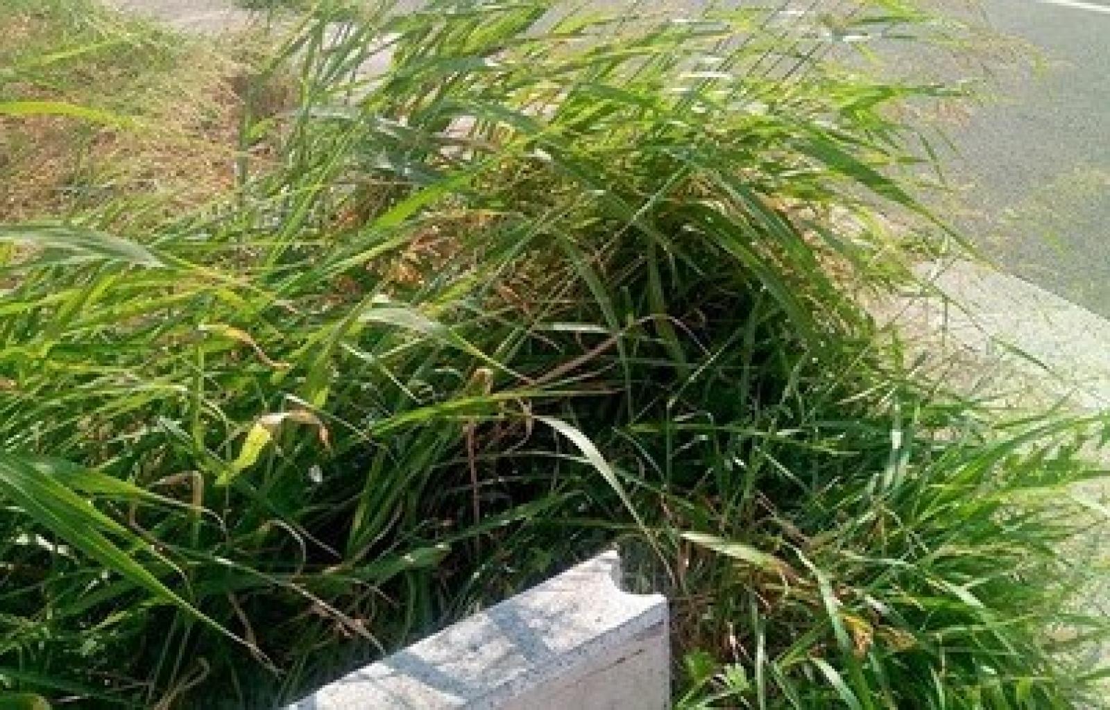 Erba alta (foto generica di archivio).jpg