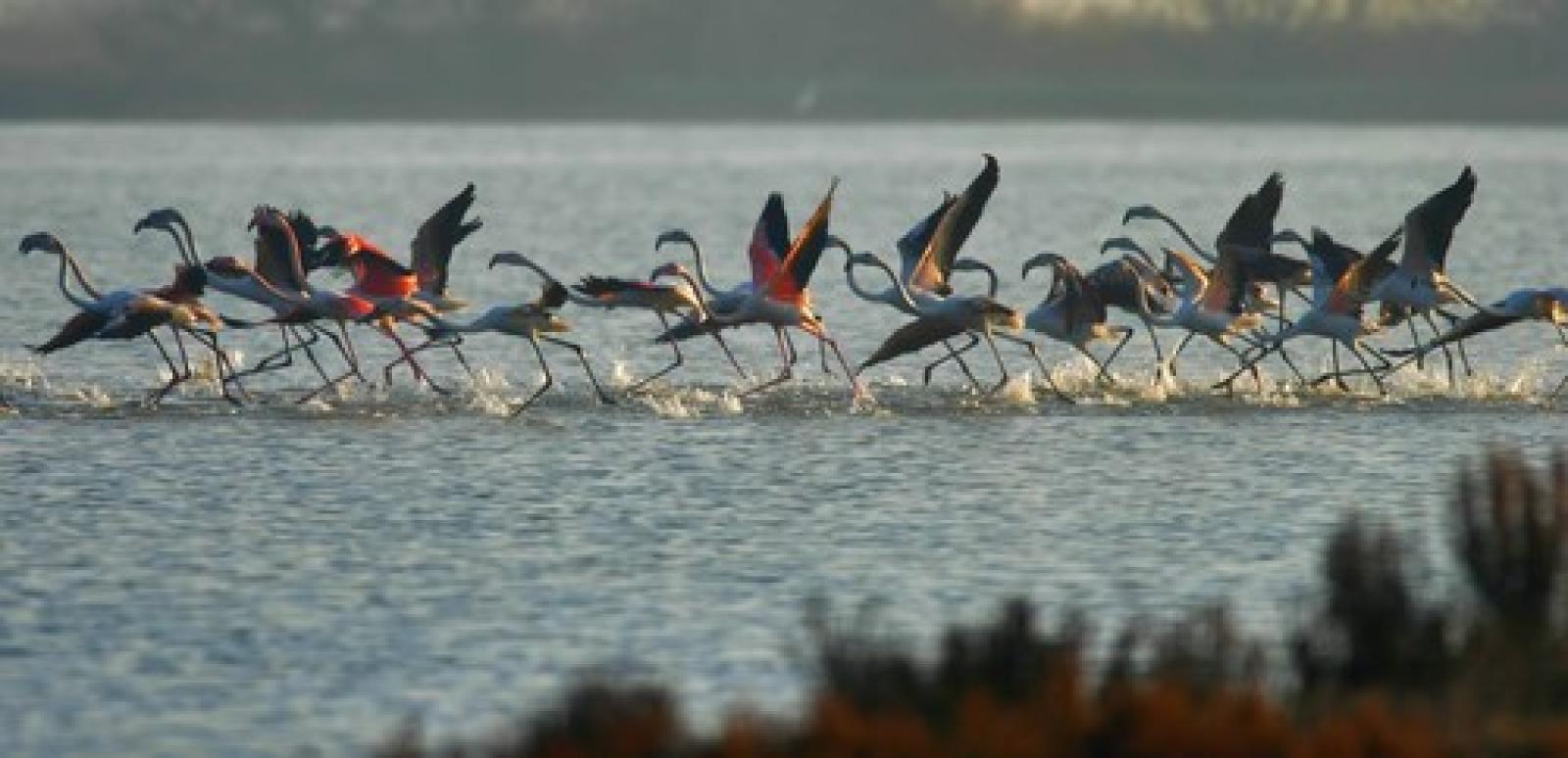 Guardiani natura.jpg