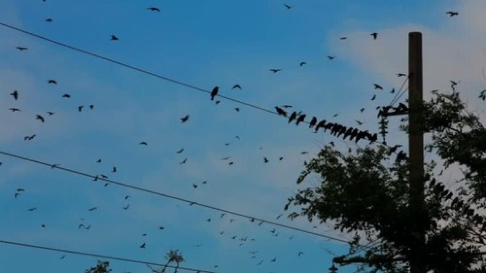 Linee elettriche.jpg