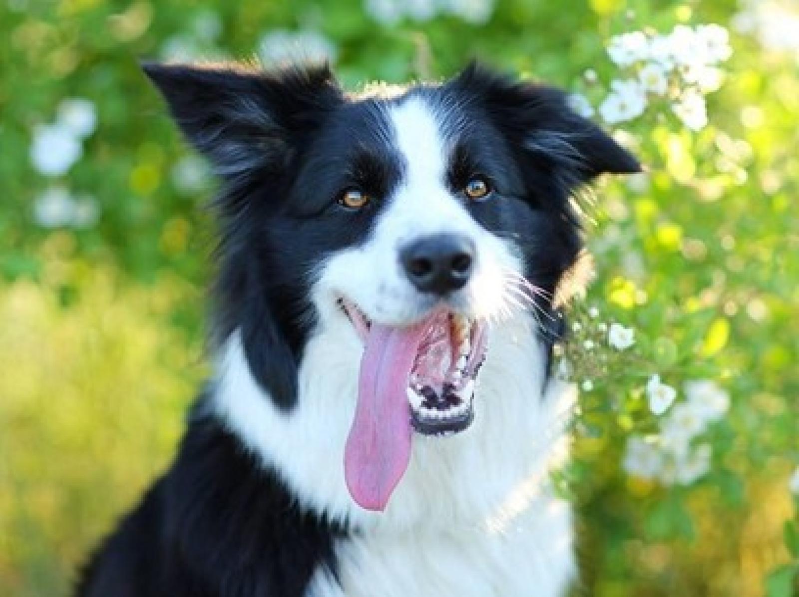 Cane in un fossato salvato dai pompieri