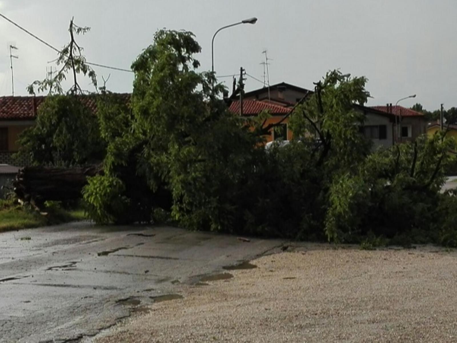Cade un altro albero, &egrave; alto il pericolo per i residenti
