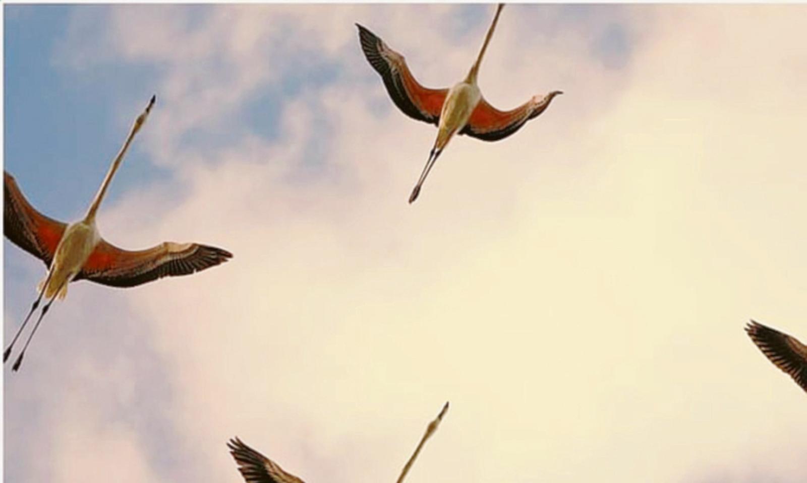 Ben 5.376 fenicotteri nel Delta