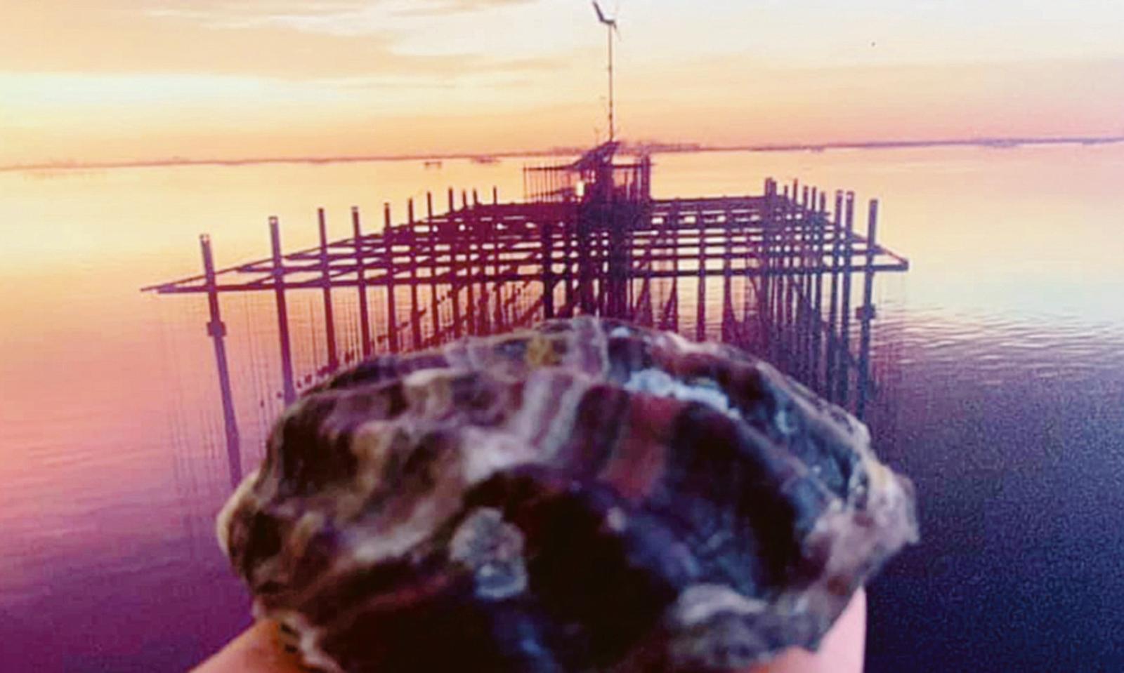 Le ostriche rosa sbarcano a Dubai