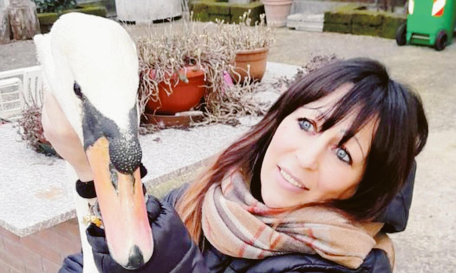 Un cigno reale preso a fucilate