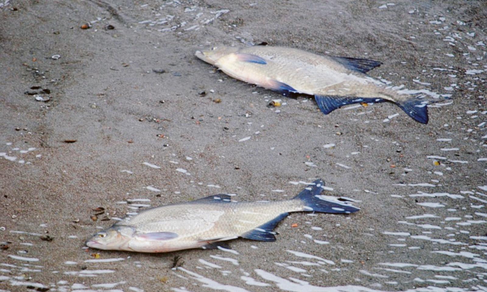 Adigetto a secco: la strage di pesci sotto gli occhi dei cittadini indignanti