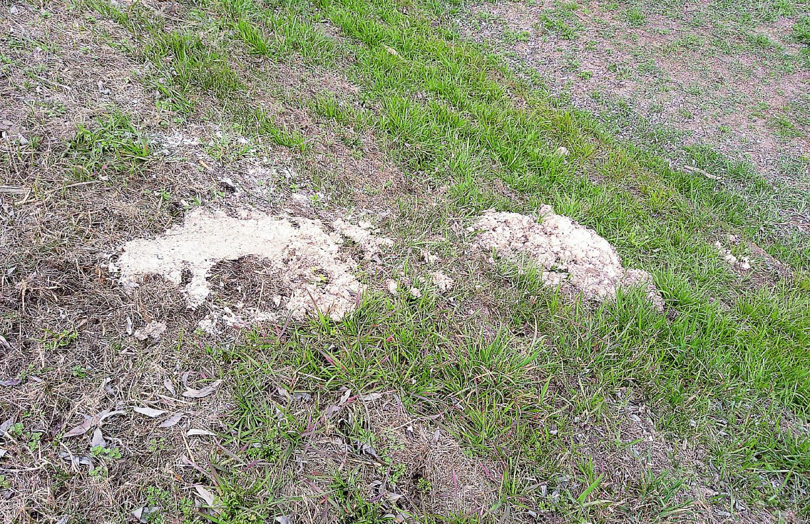 Detersivo versato sull&rsquo;argine