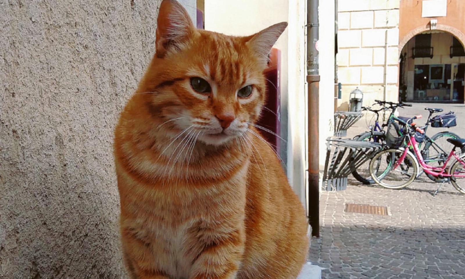 La mascotte del porta a porta