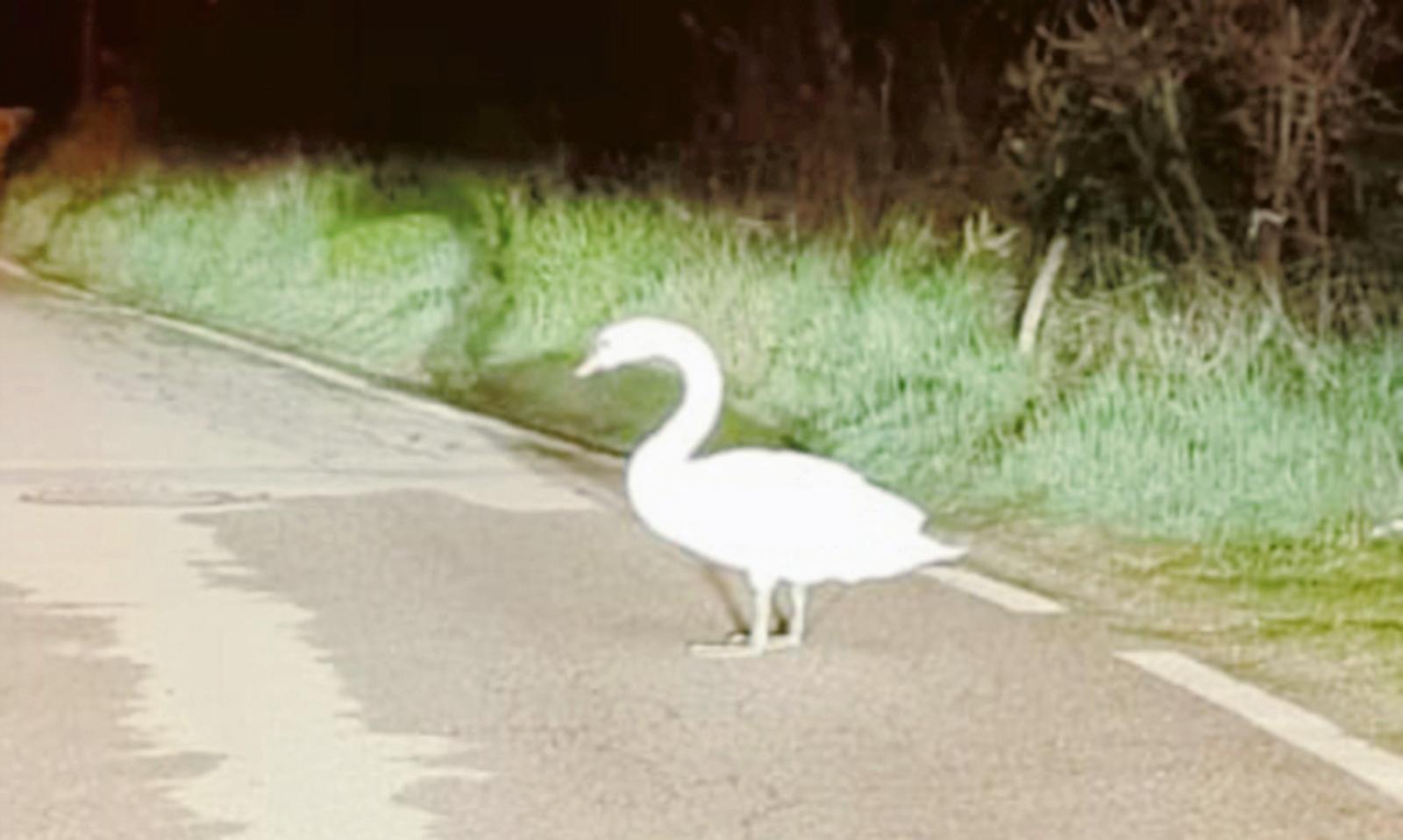 Cigno si perde in centro: salvato e liberato