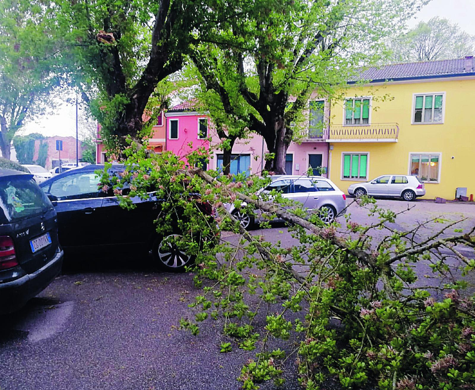 Albero cade sull'auto, tragedia sfiorata. "Bisogna potare!"