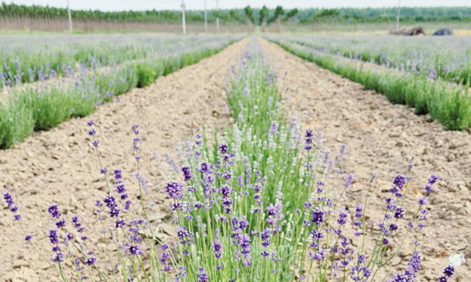 Lavanda, il futuro del Polesine