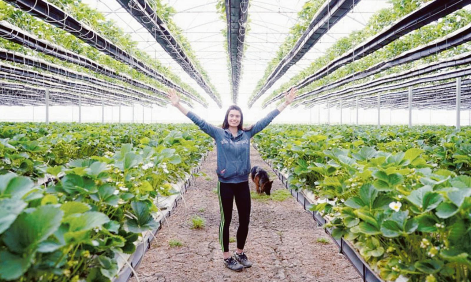 Sostenibilit&agrave; gusto fragola: &egrave; boom