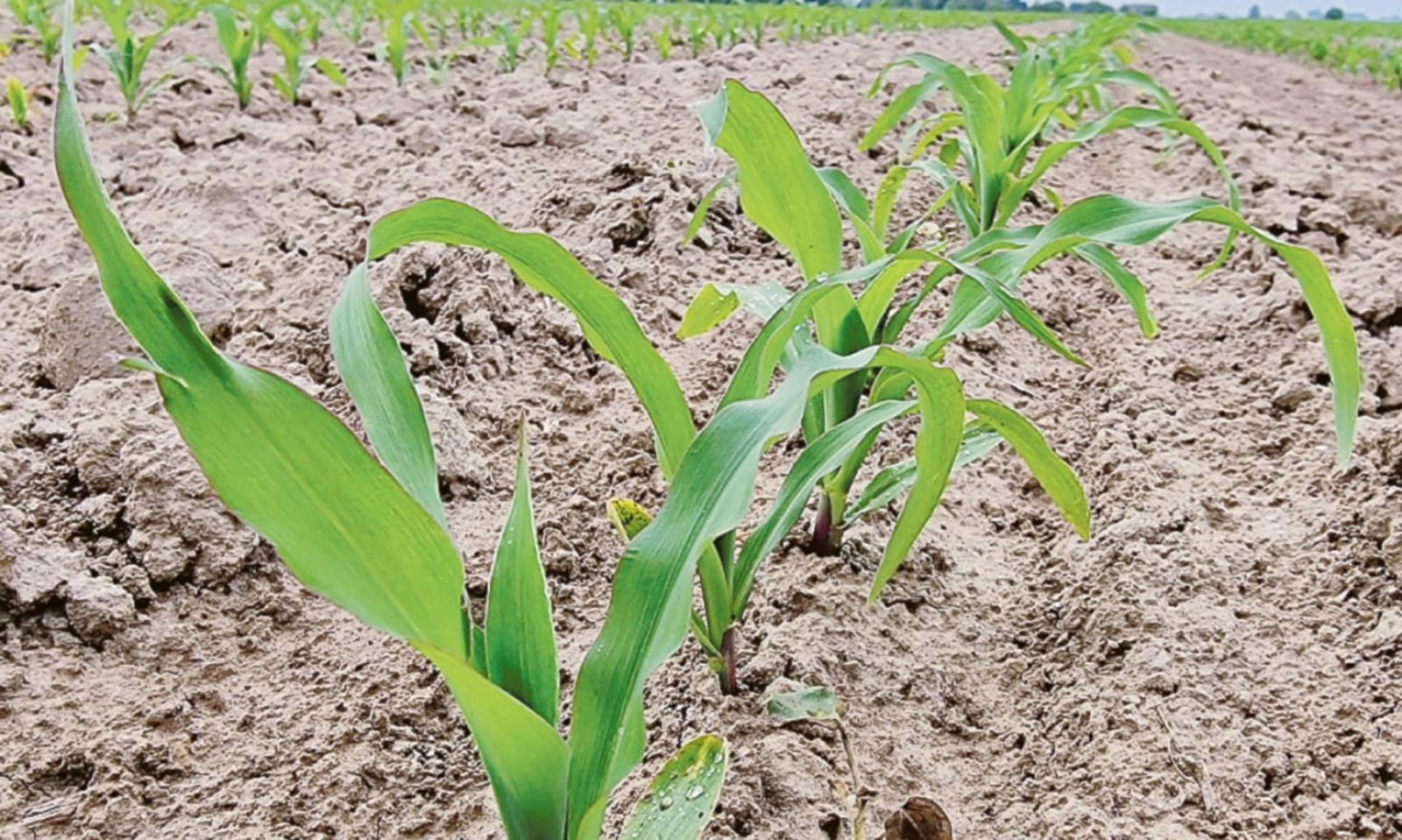 Mais: coltivarlo costa ormai troppo e tanti rinunciano