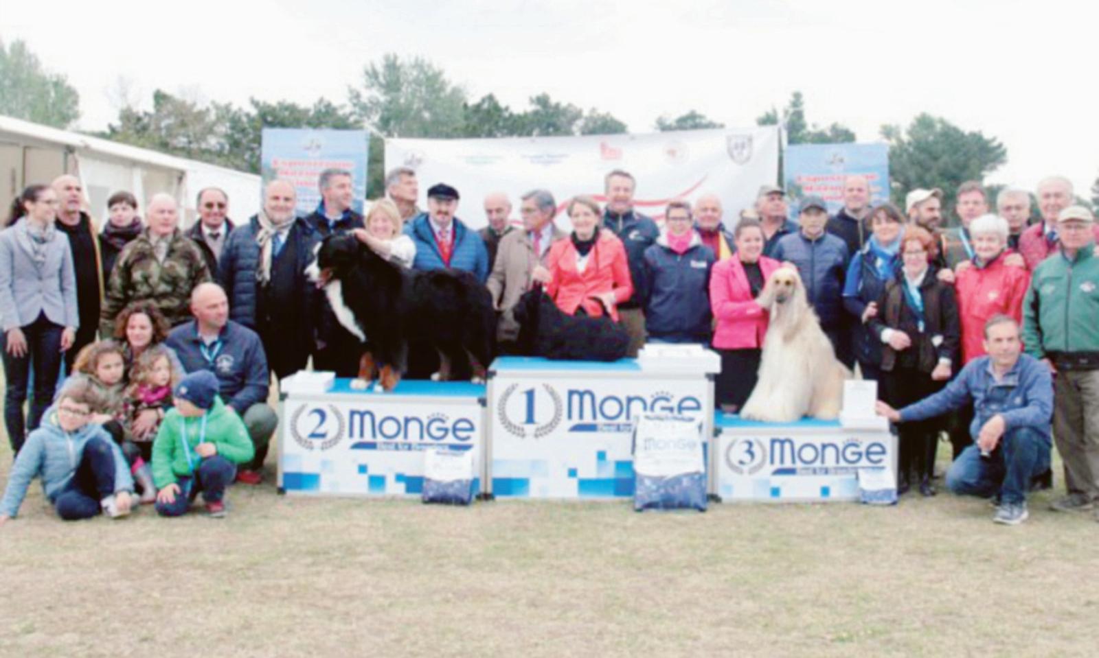 I cani pi&ugrave; belli del mondo sull'isola