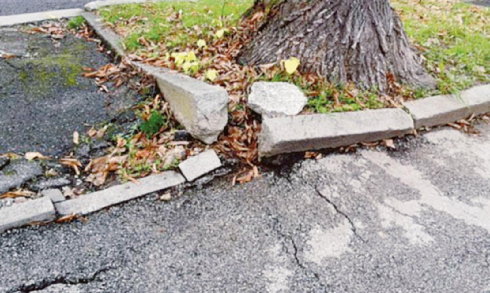 Alberi selvaggi, pericolo in via Tisi