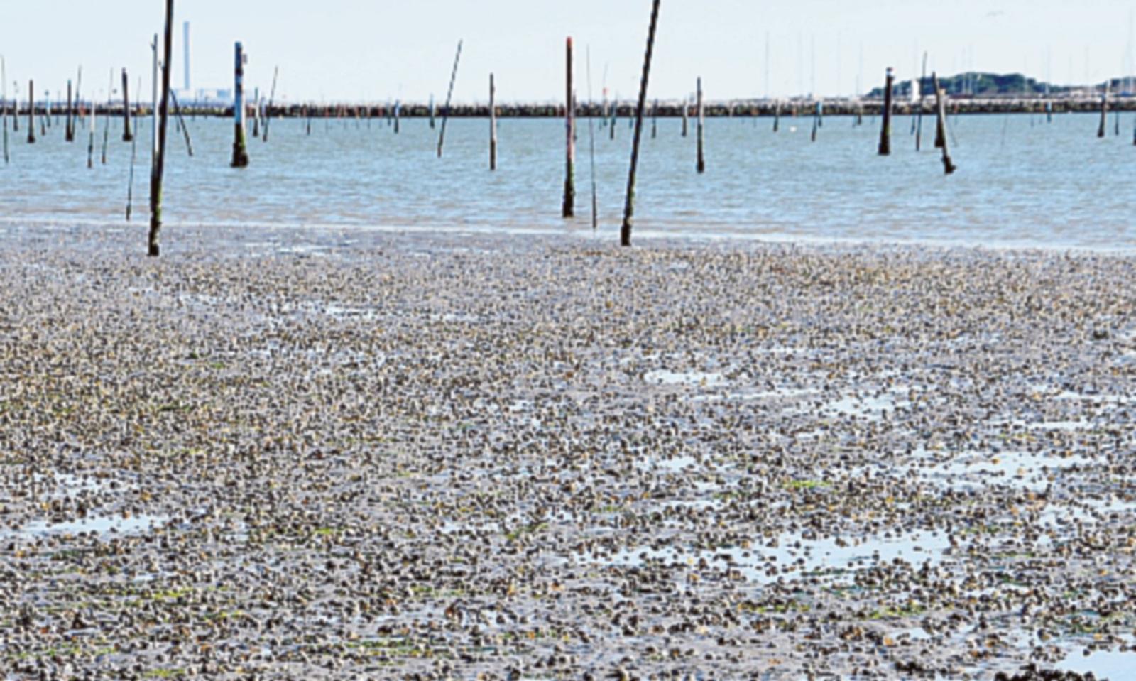 &ldquo;Urgenti opere di difesa a mare&rdquo;